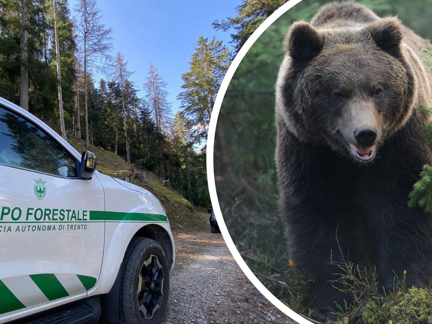 Bär in Tierpflegezentrum gebracht - Schicksal des Tiers entscheidet sich vor Gericht.