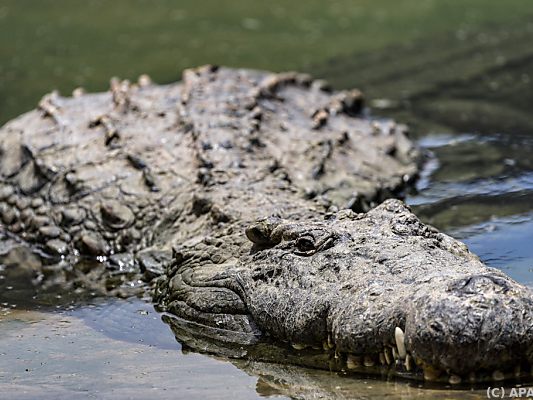 Der Angler wurde wohl von Krokodil gefressen