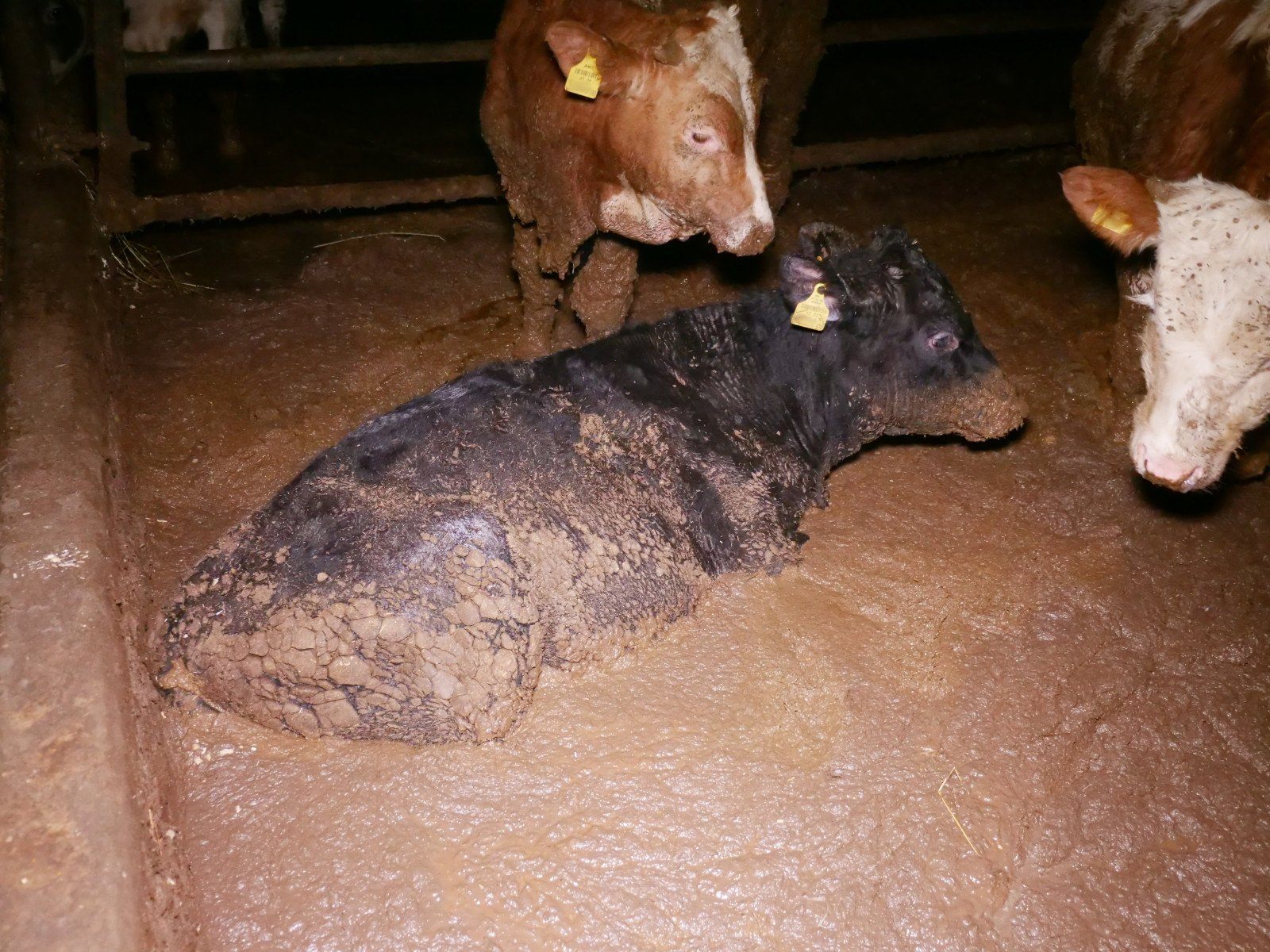 Nach Missständen in einem Mastbetrieb droht dem Inhaber ein Tierhaltungsverbot.