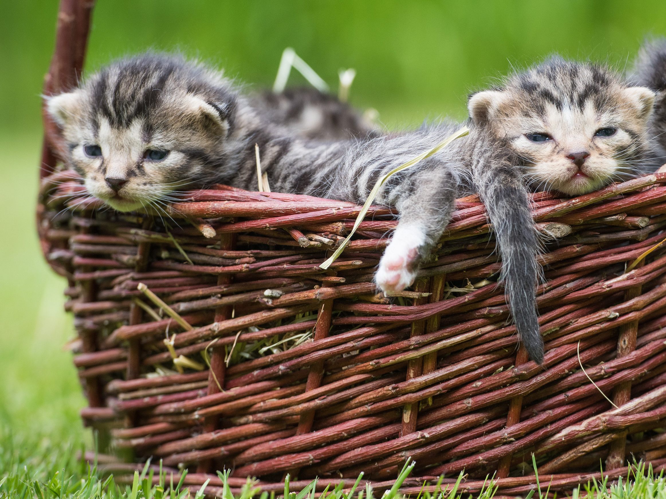 Auch bei der Katzenzucht sehen die Tierschutz-NGOs Handlungsbedarf.