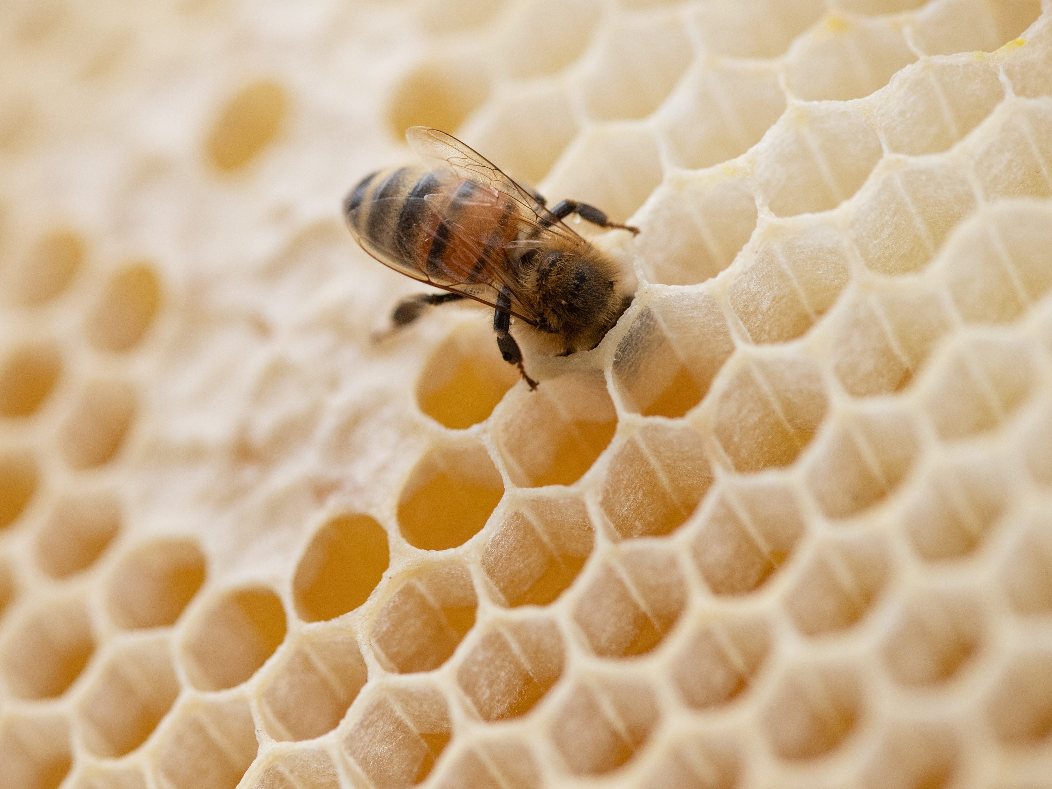 Die Imker beklagen leere Bienenwaben nach dem kalten Frühling.