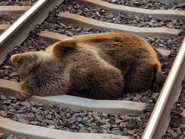 Der Bär wurde bei dem Zusammenstoß getötet.