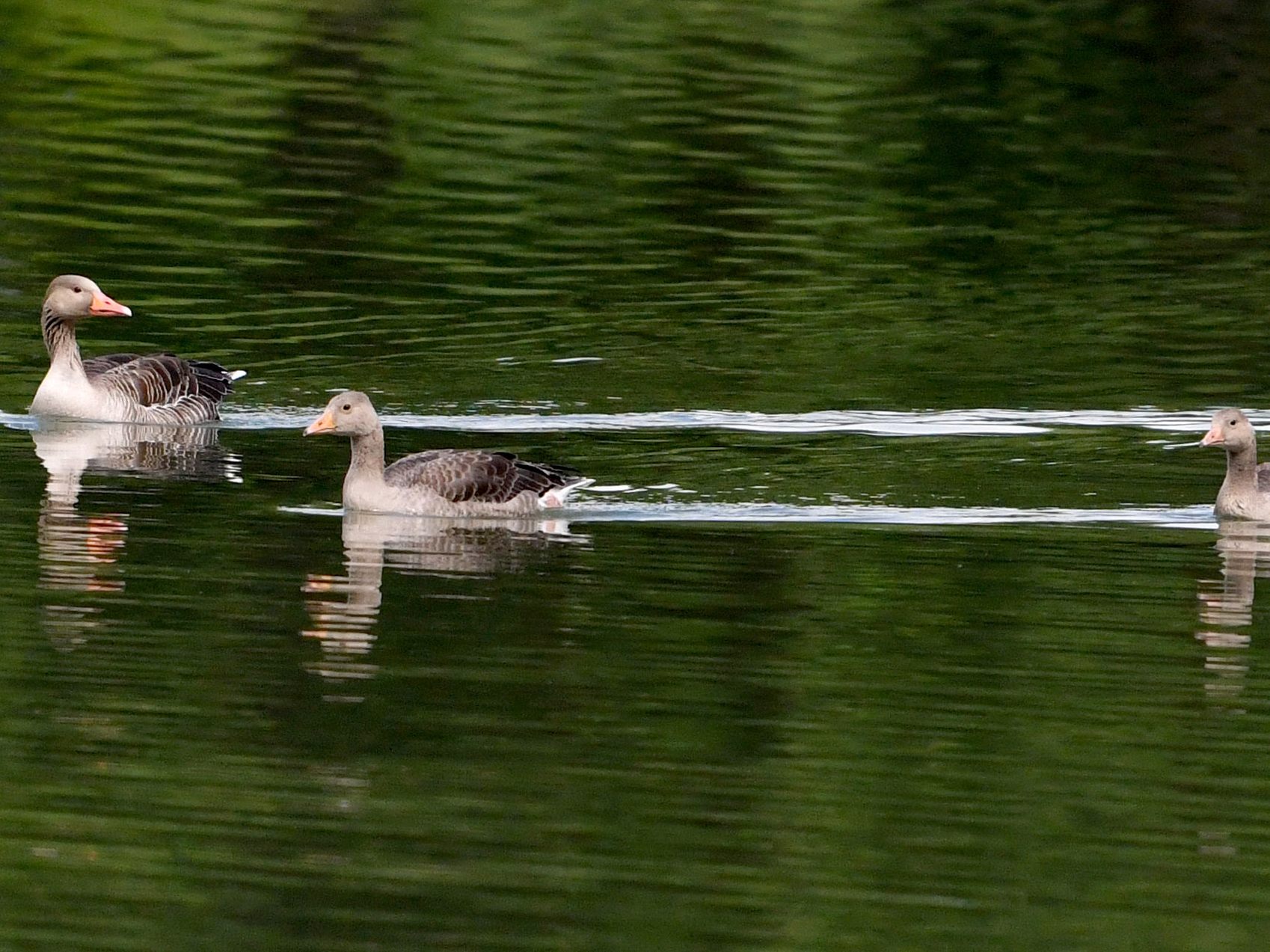 Die Graugänse am Neusiedler See hatten kein gutes Jahr.