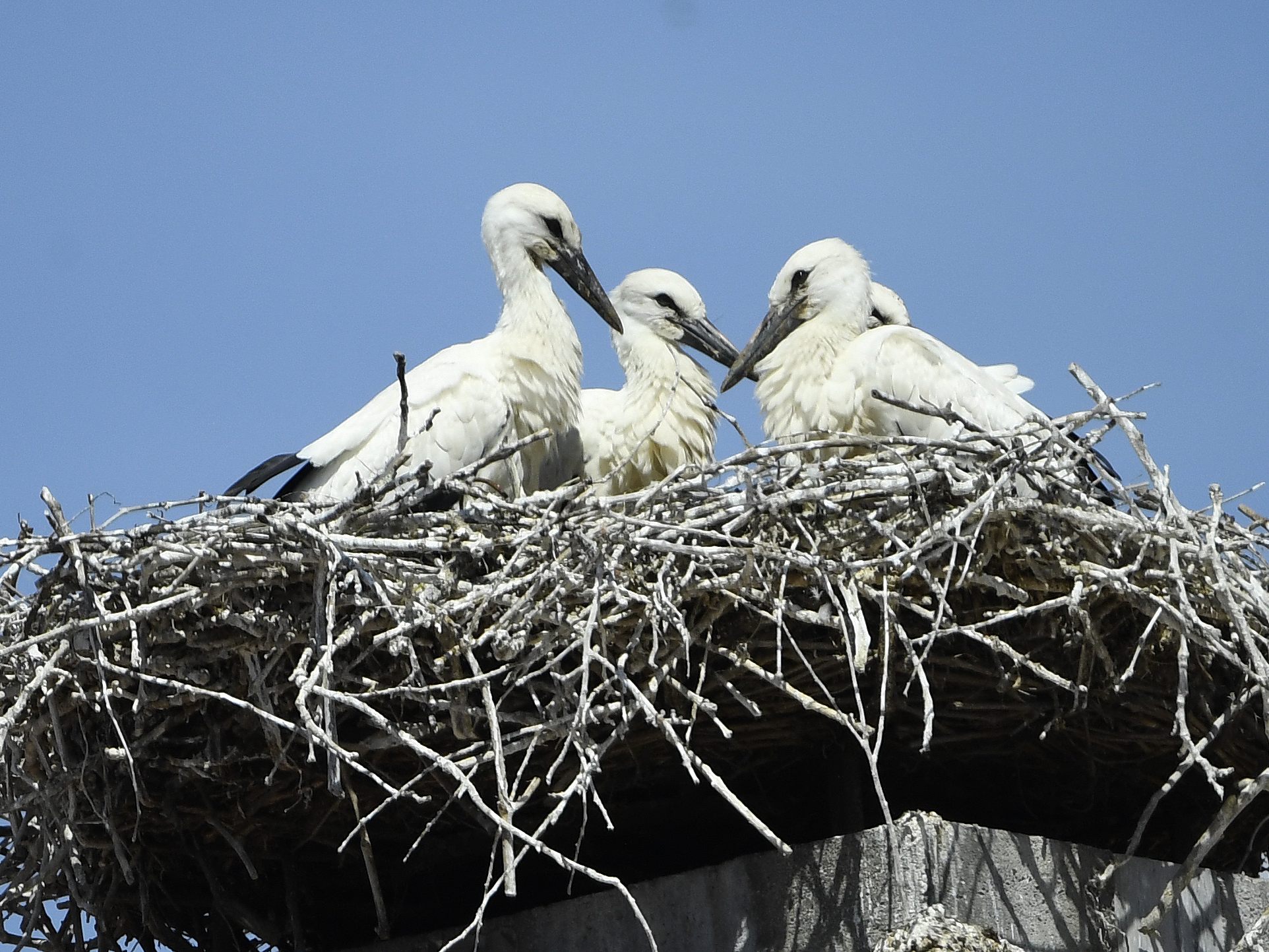 Den Jungstörchen in Rust setzt der Dauerregen zu.
