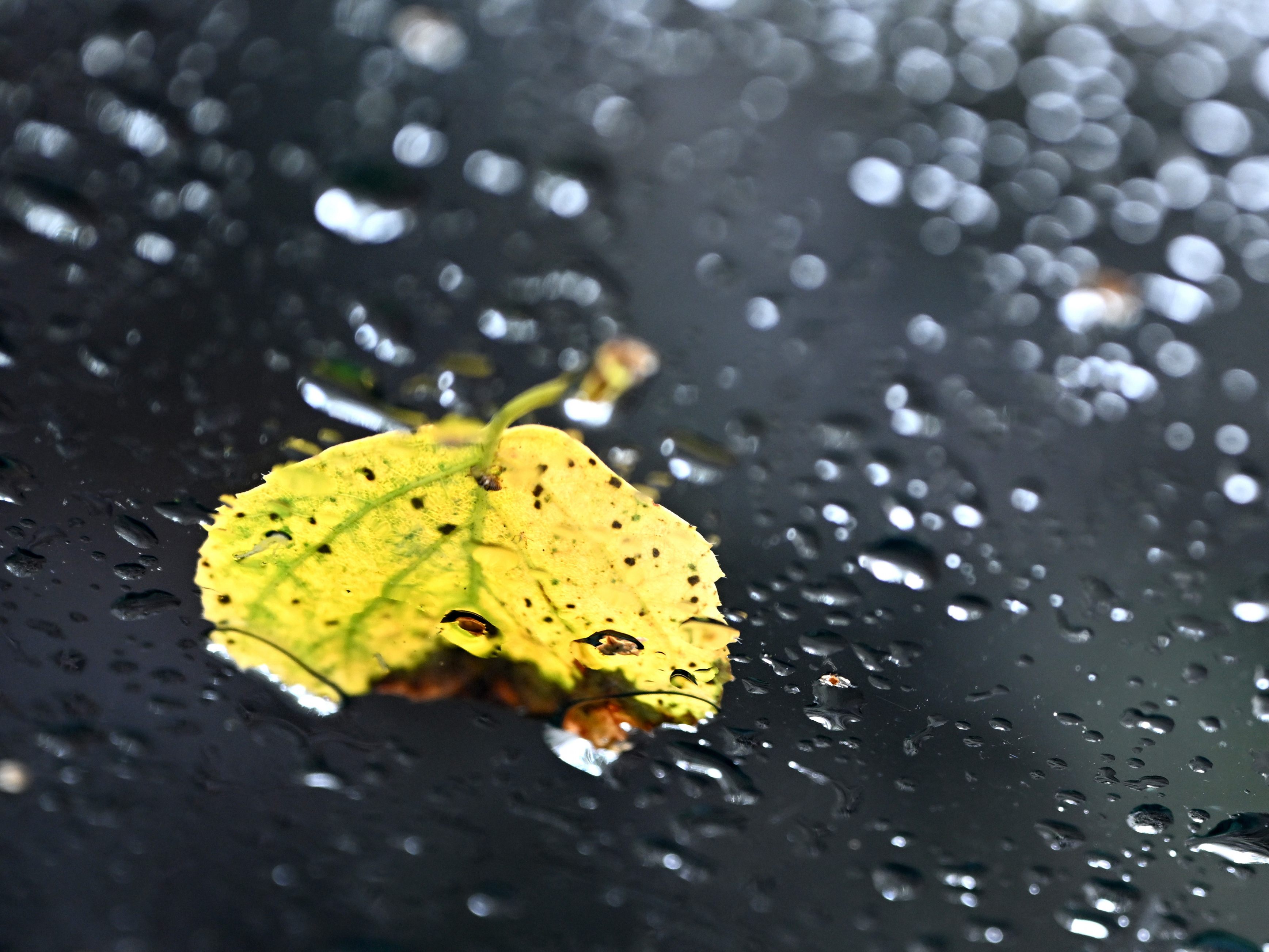 Der Dauerregen brachte rießige Niederschlagsmengen.