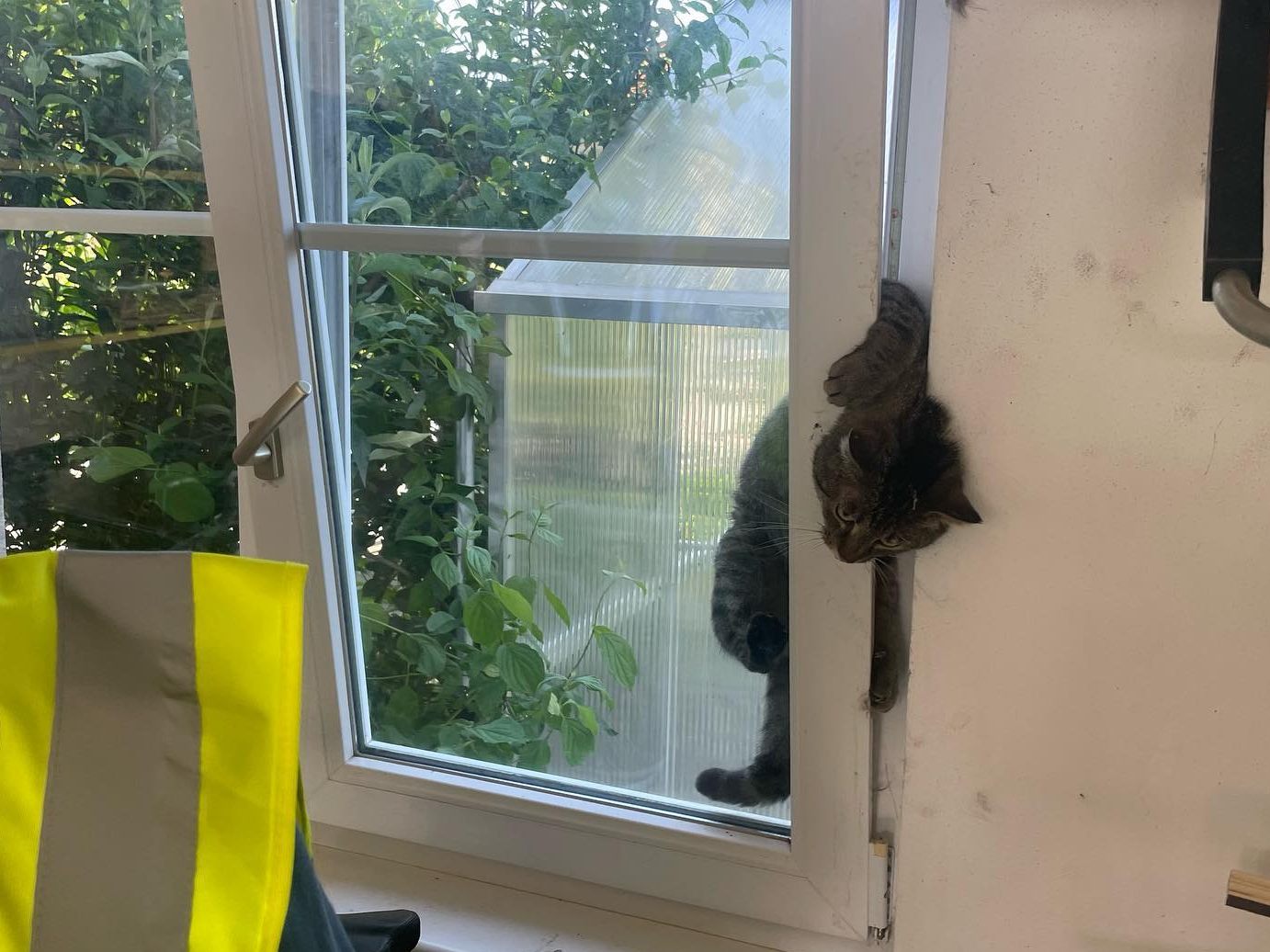 In Mattersburg wurde dieser Kater aus seiner misslichen Lage befreit.