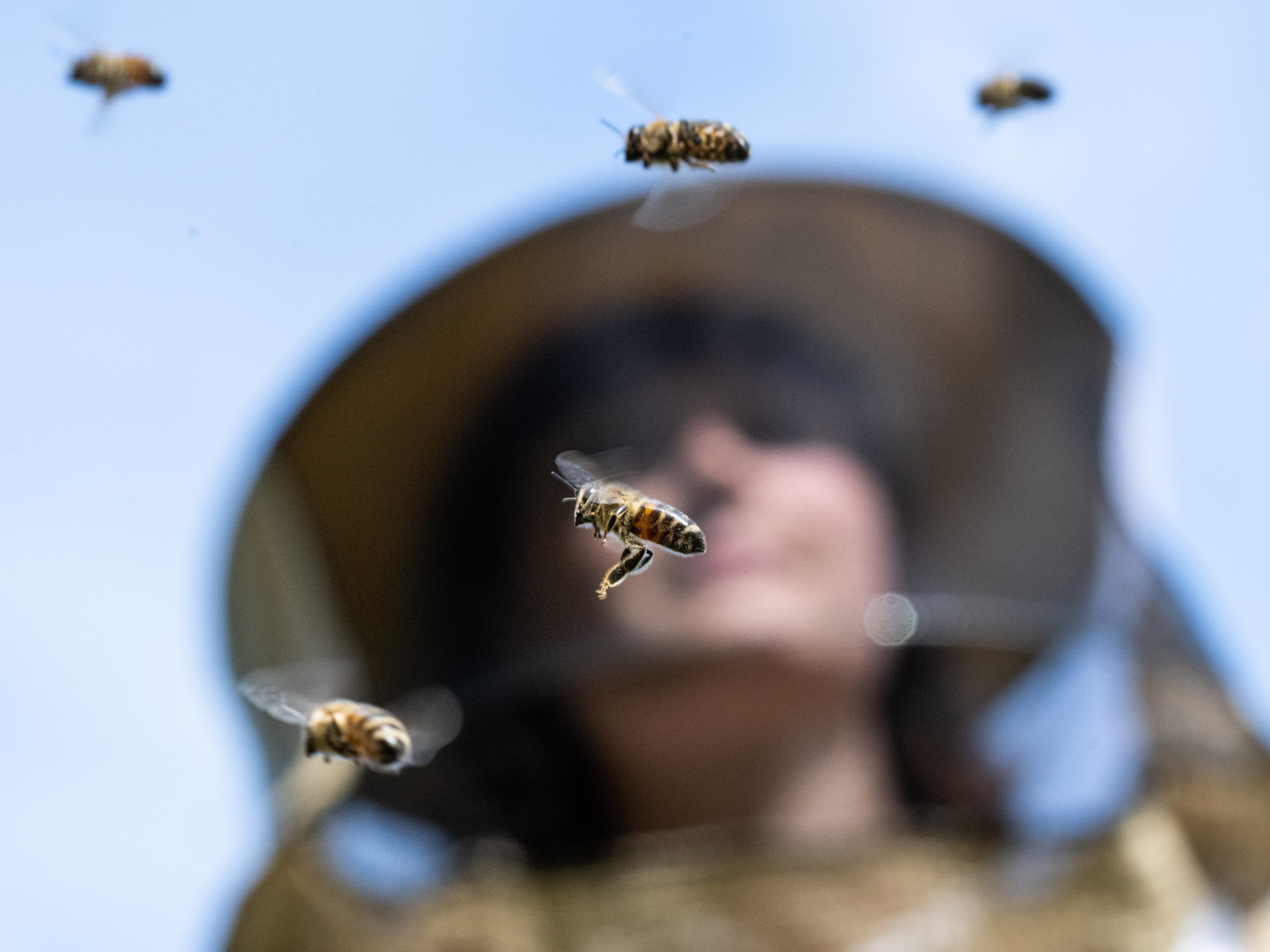 Weltbienentag: Der Wiener Samariterbund kämpft mit mehreren Projekten gegen das Bienensterben. Weltbienentag: Der Wiener Samariterbund kämpft mit mehreren Projekten gegen das Bienensterben.