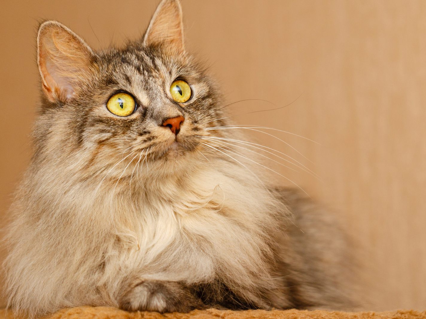 Aus diesen Gründen können Katzen wedeln.