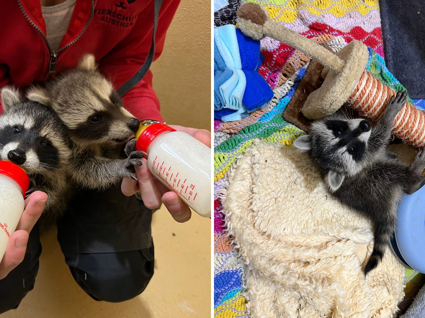 Die jungen Waschbären Niko und Elsa ziehen ins Tierschutzhaus Vösendorf.