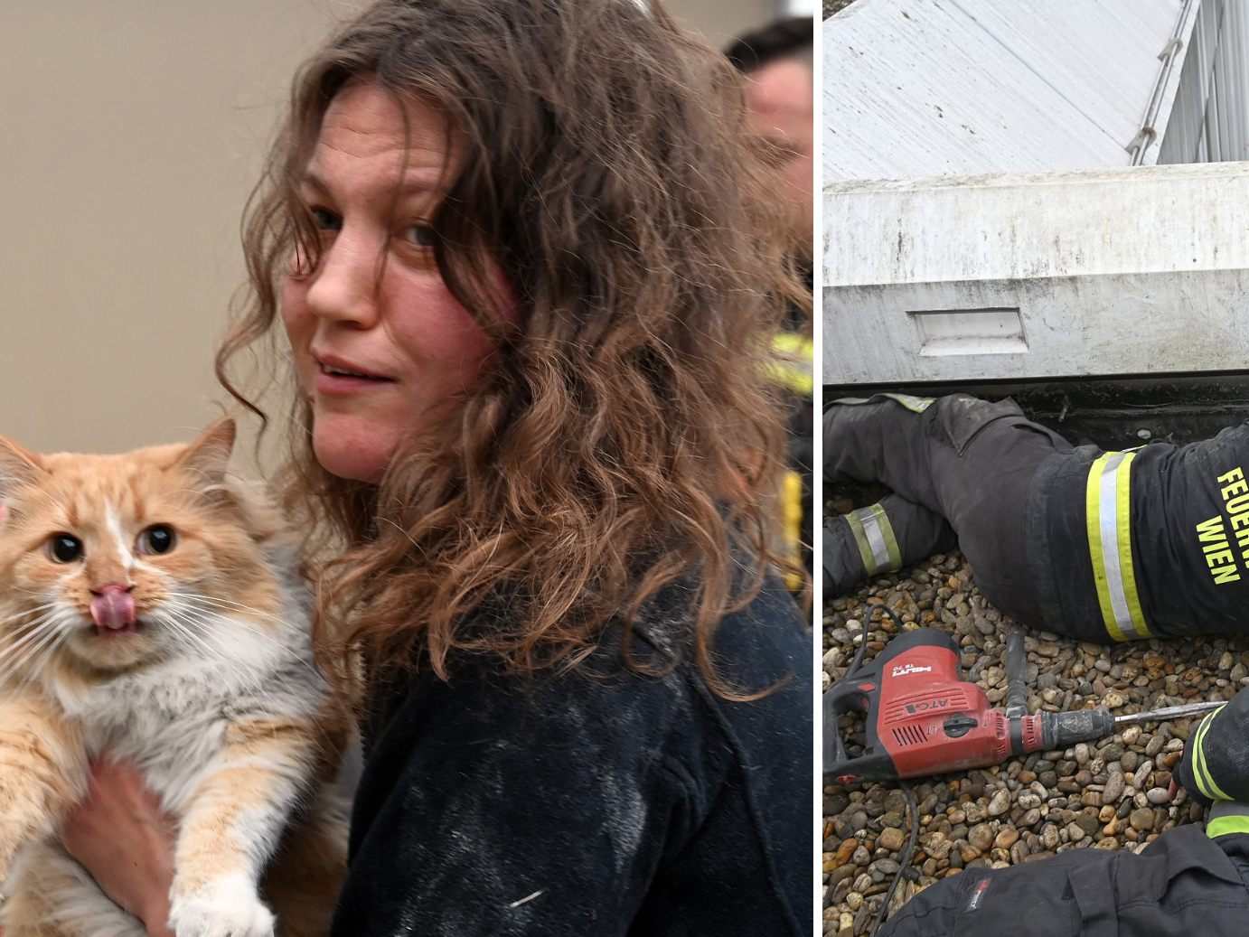 Kater "Rotschopf" konnte gerettet werden. Kater "Rotschopf" konnte gerettet werden.