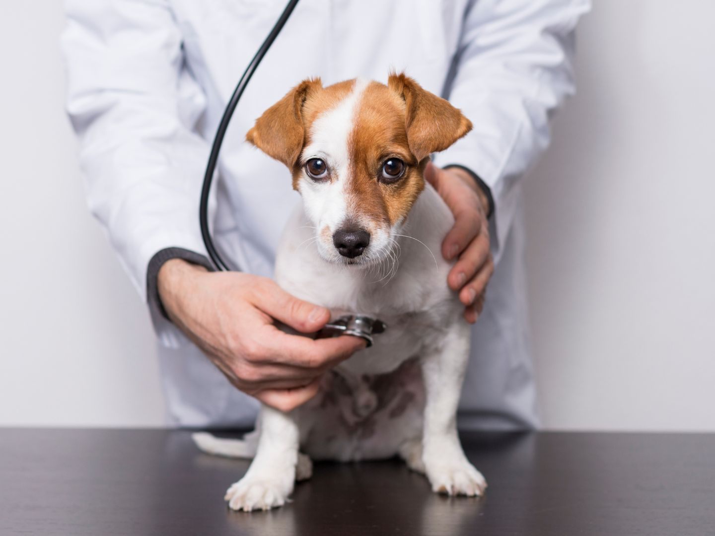 Womit sich euer Vierbeiner quält kann vom Tierarzt schnell herausgefunden werden.