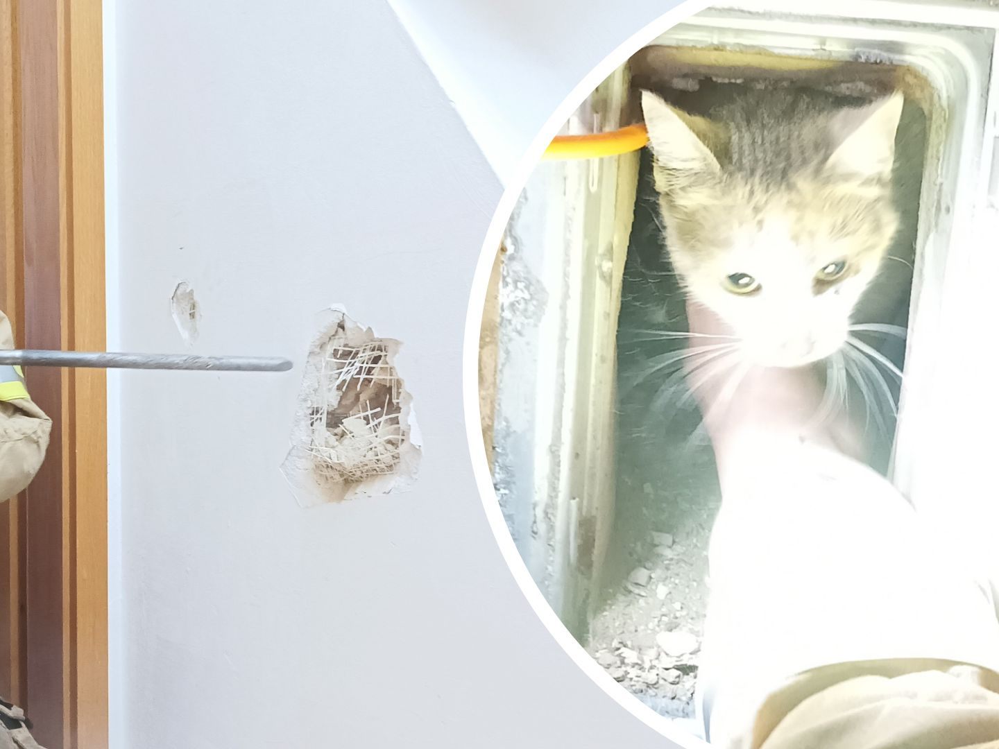 Die Katze wurde aus dem Rauchfang gestemmt.