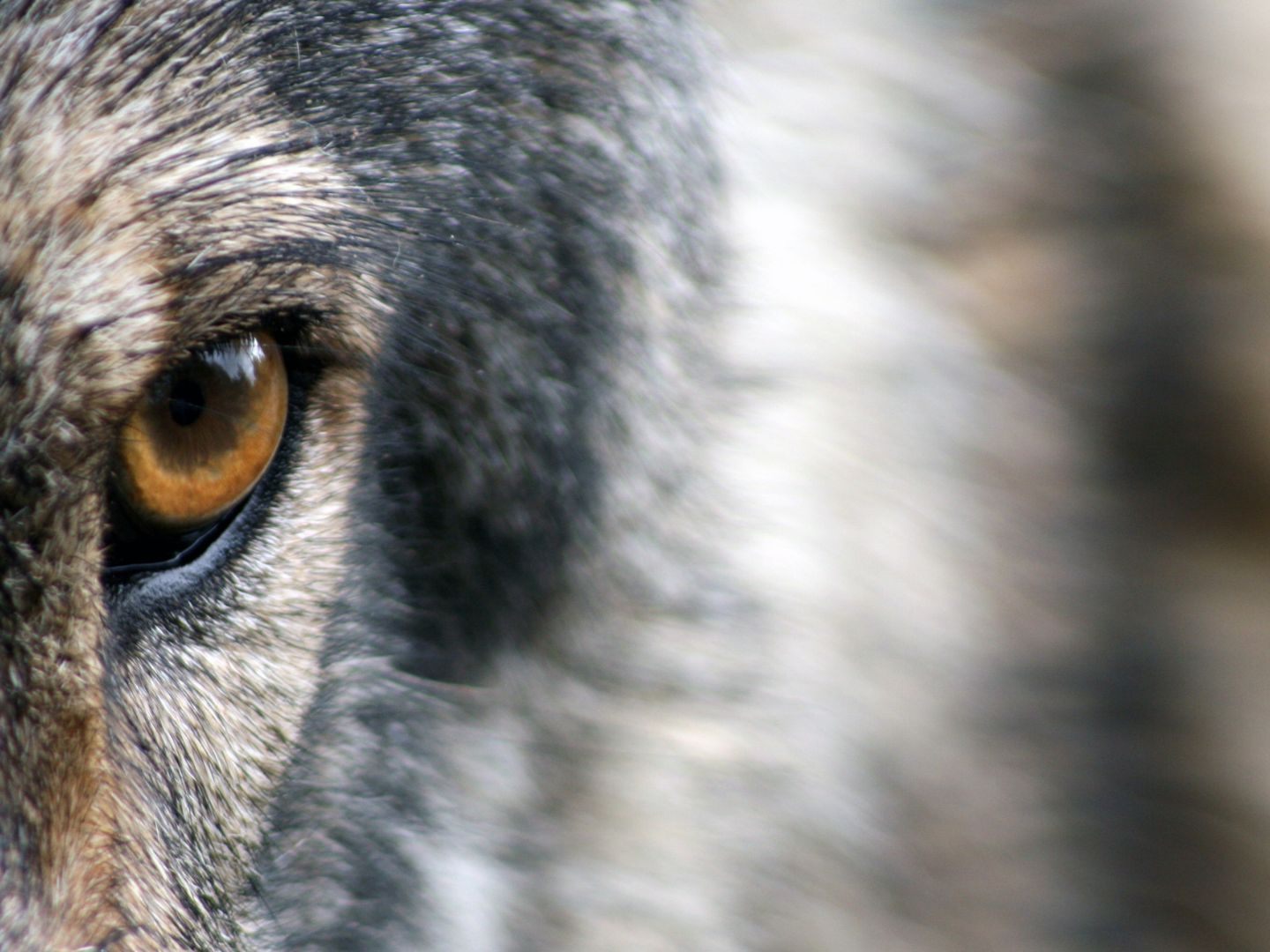 NÖ: Wolf im Bezirk Gmünd gesichtet. NÖ: Wolf im Bezirk Gmünd gesichtet.