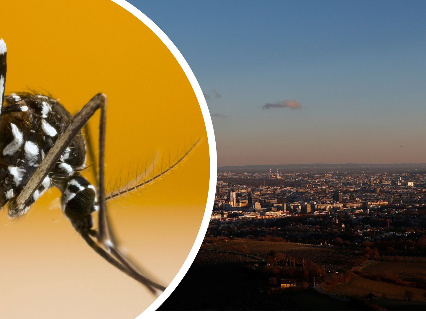 Etablierte Populationen von Asiatischer Tigermücke in Wien und Graz vorhanden.