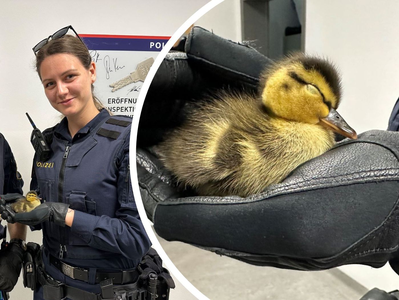 Die Polizei rettete eine Entenfamilie von der Straße in Traismauer. Die Polizei rettete eine Entenfamilie von der Straße in Traismauer.