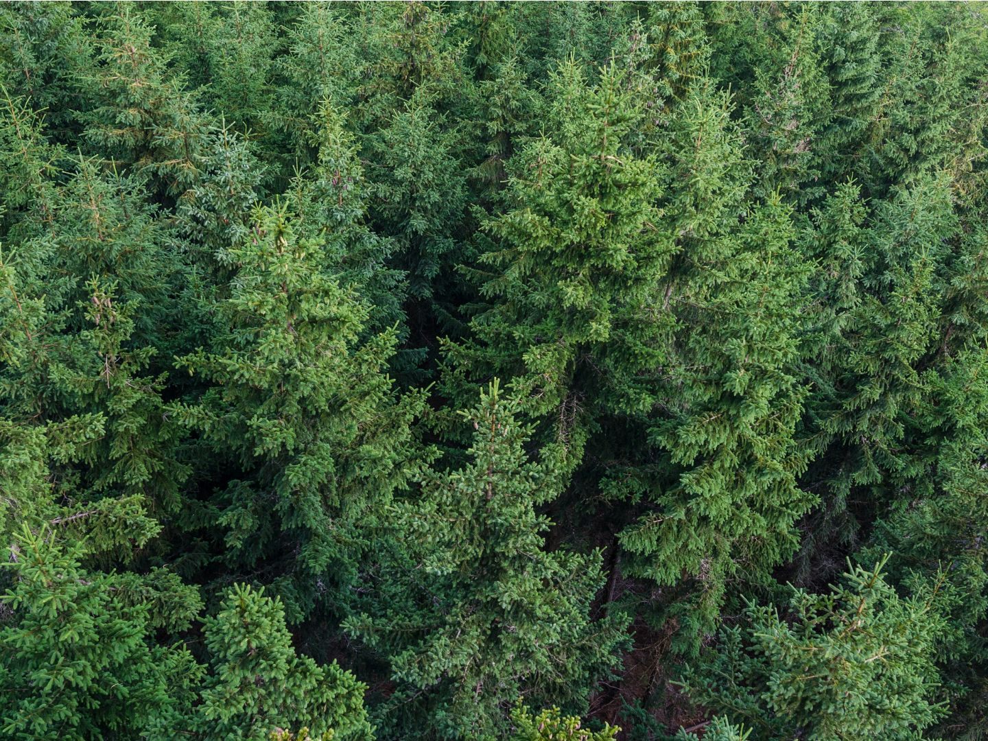 2022 wurde etwas mehr Holz aus Österreichs Wäldern geschlagen, als im Vorjahr. 2022 wurde etwas mehr Holz aus Österreichs Wäldern geschlagen, als im Vorjahr.