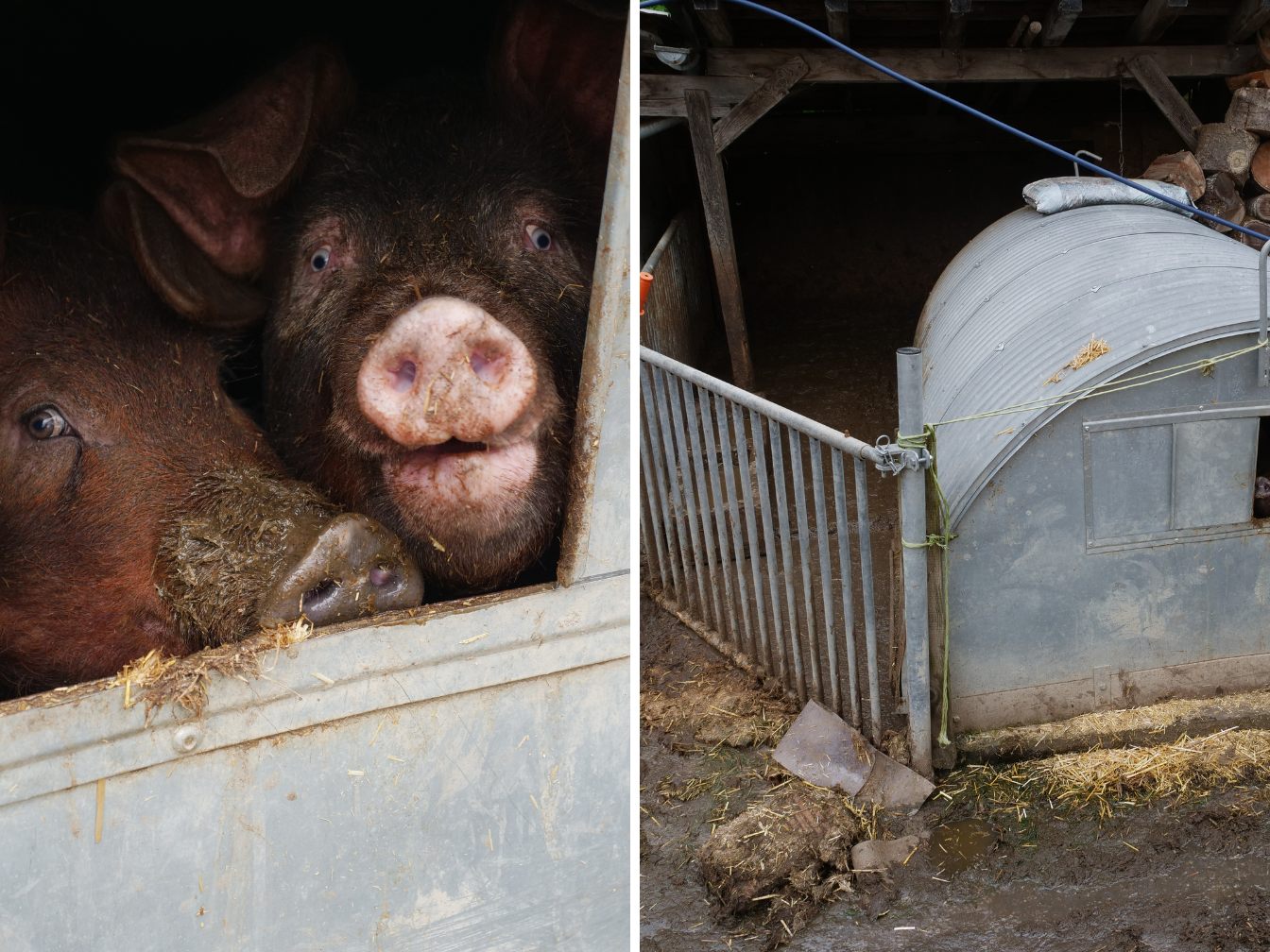 Fotos von den Zuständen in denen die Schweine leben. Fotos von den Zuständen in denen die Schweine leben.