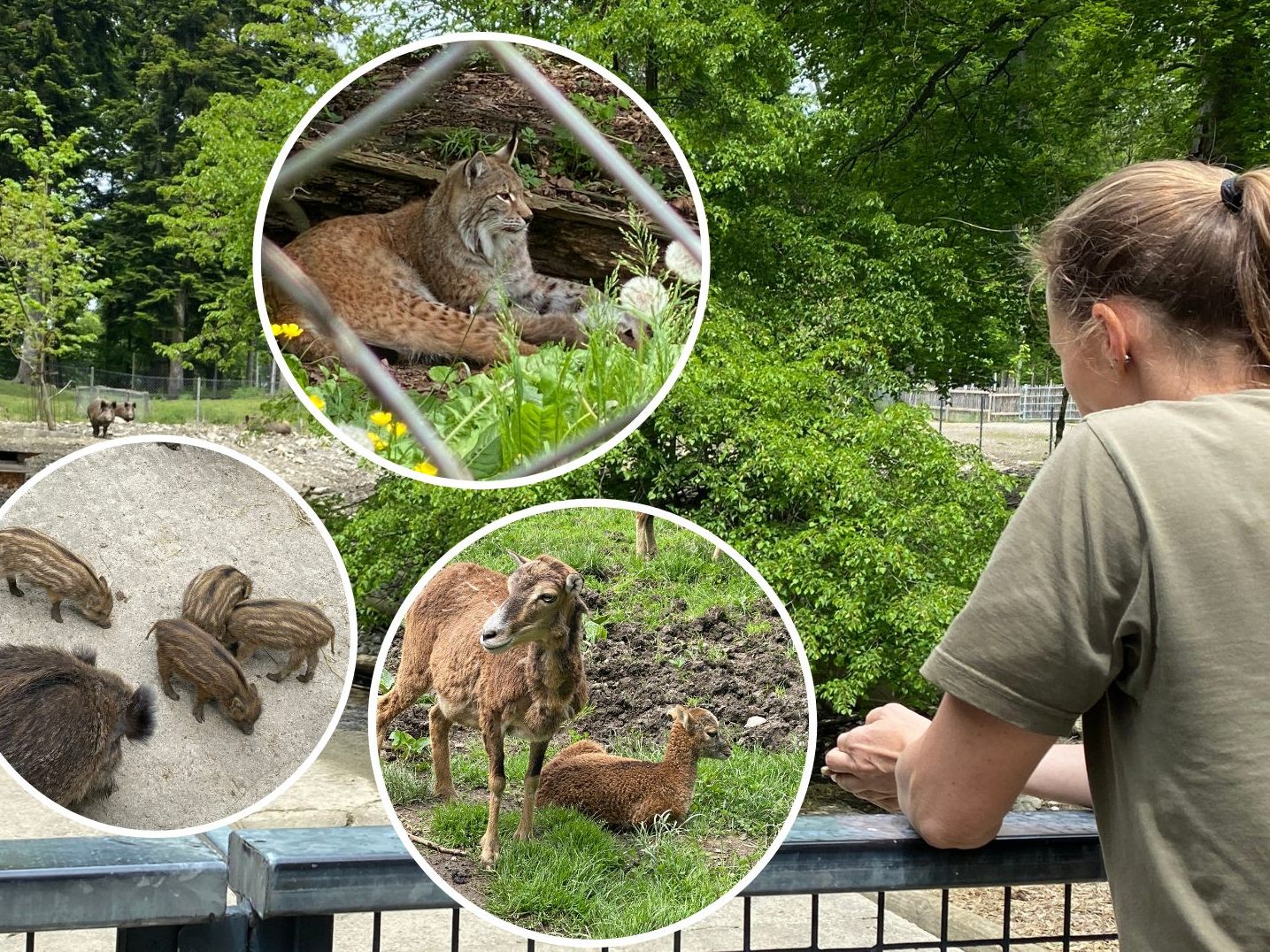 Es gibt flauschigen Nachwuchs im Wildpark Feldkirch. Es gibt flauschigen Nachwuchs im Wildpark Feldkirch.
