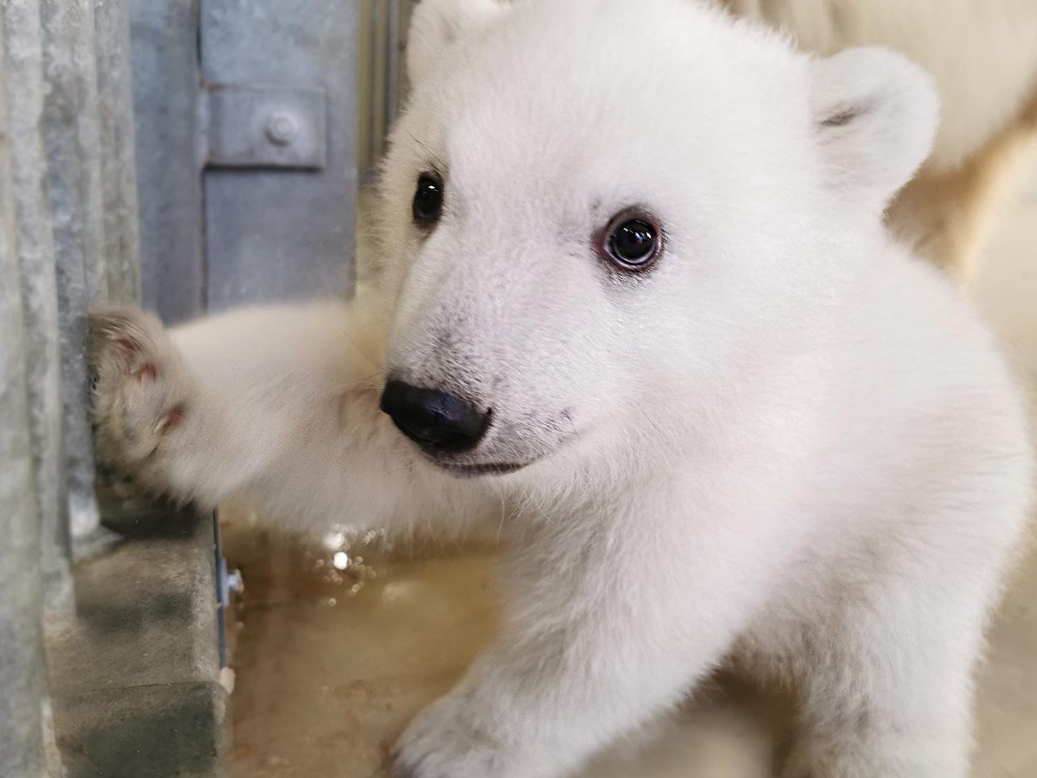 Noch hat der süße kleine Eisbär keinen Namen.