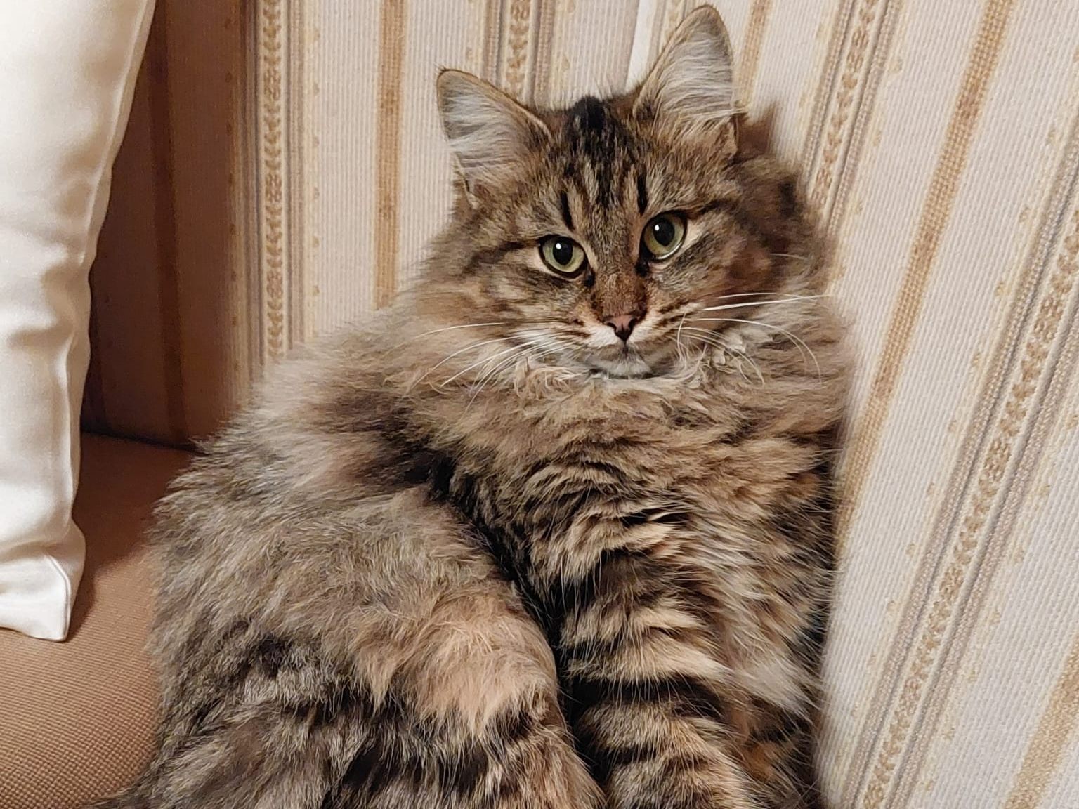 Mimi