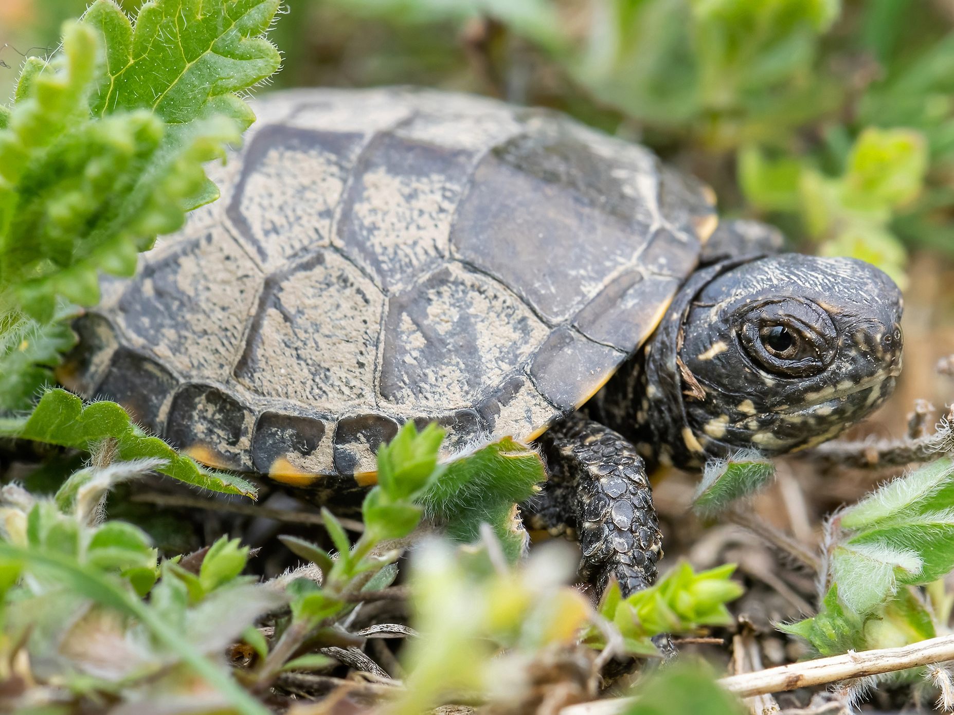 Im Wiener Tiergarten Schönbrunn gibt es Schildkröten-Nachwuchs. Im Wiener Tiergarten Schönbrunn gibt es Schildkröten-Nachwuchs.