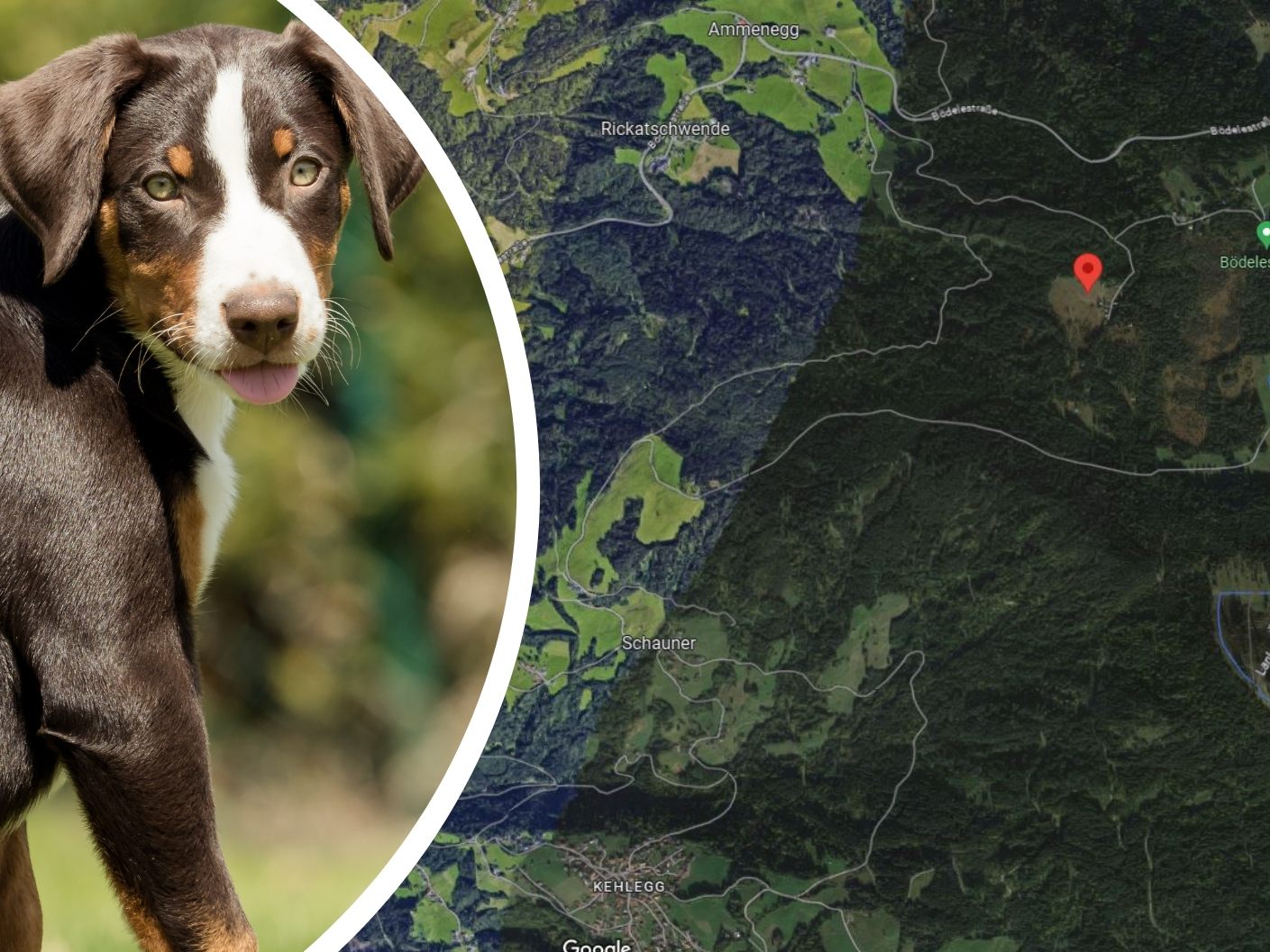 Die Halterin des Hundes (Symbolbild) wird ersucht sich bei der PI Dornbirn zu melden. Die Halterin des Hundes (Symbolbild) wird ersucht sich bei der PI Dornbirn zu melden.