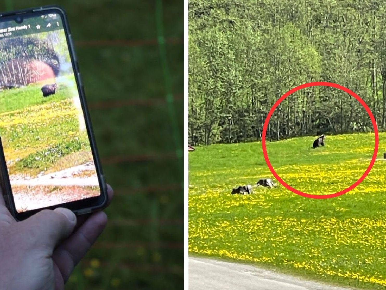 Braunbär im Oberallgäu gesichtet. Braunbär im Oberallgäu gesichtet.