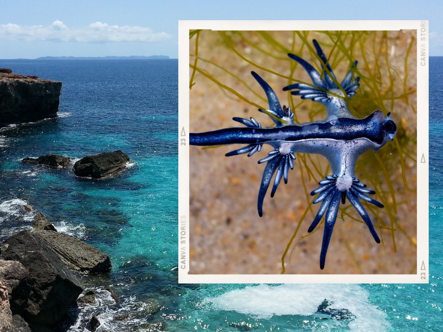 Giftiger "Blauer Drache" macht beliebtes Urlaubsland unicher. Giftiger "Blauer Drache" macht beliebtes Urlaubsland unicher.