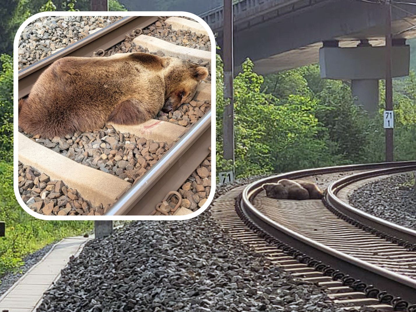 In der Nähe des Bahnhofs Schwarzach-St. Veit im Salzburger Pongau ist am Dienstag, 23. Mai 2023, ein Bär mit einem Zug zusammengestoßen und getötet worden. In der Nähe des Bahnhofs Schwarzach-St. Veit im Salzburger Pongau ist am Dienstag, 23. Mai 2023, ein Bär mit einem Zug zusammengestoßen und getötet worden.