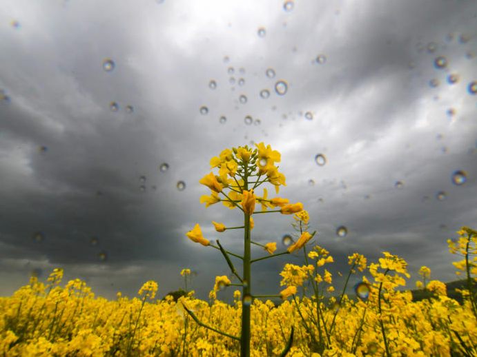 Der Frühling 2023 war einer der trübsten in Österreich seit 32 Jahren.