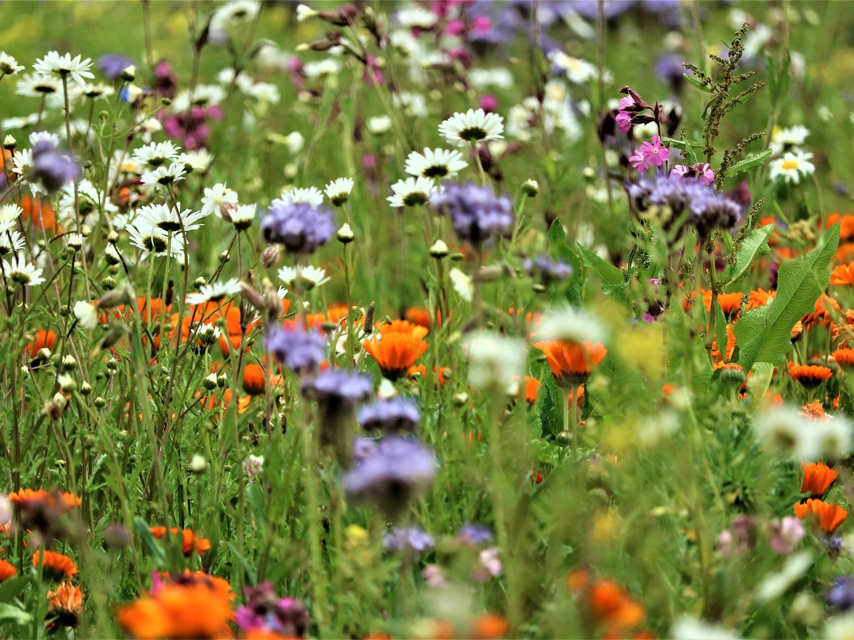 Eine NGO-Allianz will einen Kurswechsel bei der heimischen Biodiversitätspolitik.