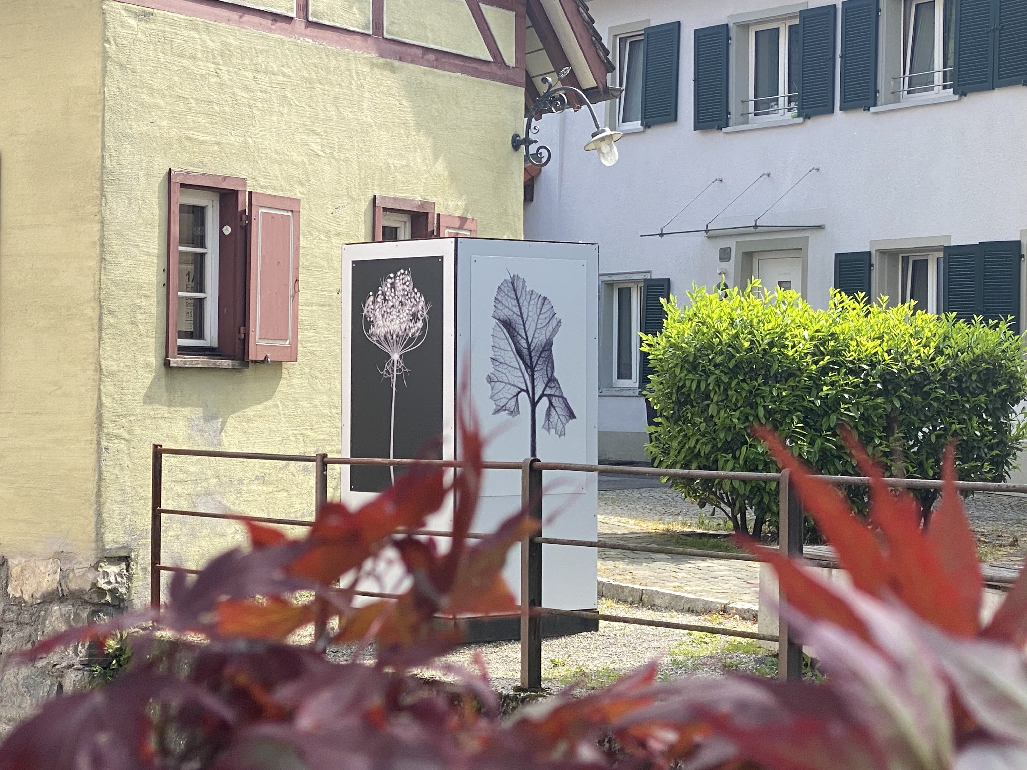 Plfanzen-Scans von Sepp Köppel am Hohenemser Emsbach Plfanzen-Scans von Sepp Köppel am Hohenemser Emsbach