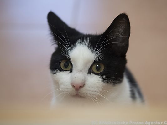 Die Katze ist das beliebteste Haustier in Österreich