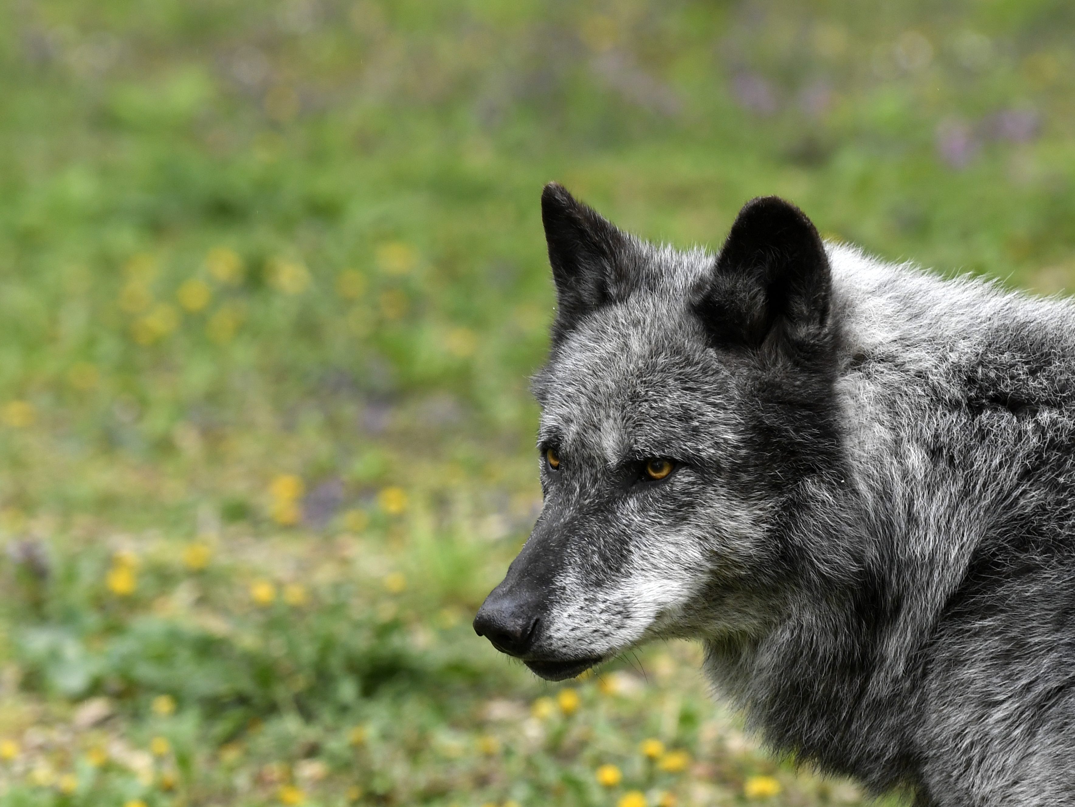 In Kärnten gab es den zweiten Wolfsabschuss innerhalb einer Woche. In Kärnten gab es den zweiten Wolfsabschuss innerhalb einer Woche.