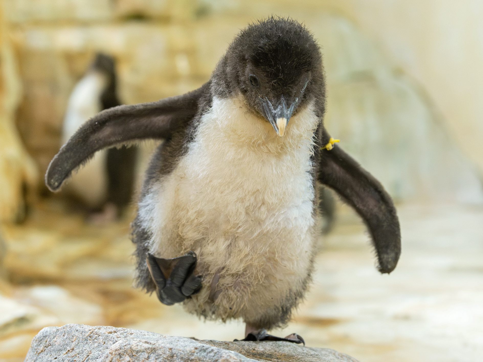 Mehrere Pinguin-Küken schlüpften dieses Jahr im Wiener Tiergarten Schönbrunn. Mehrere Pinguin-Küken schlüpften dieses Jahr im Wiener Tiergarten Schönbrunn.