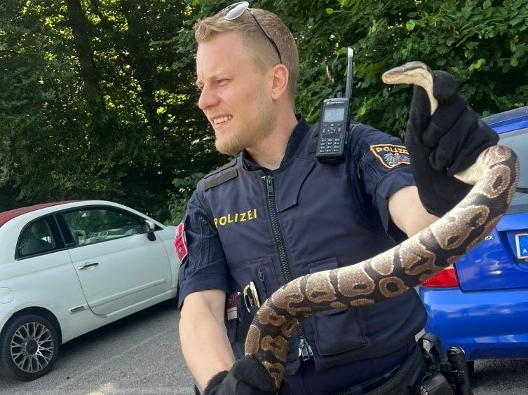 In Wien-Hernals fanden Polizisten diesen Königspython .