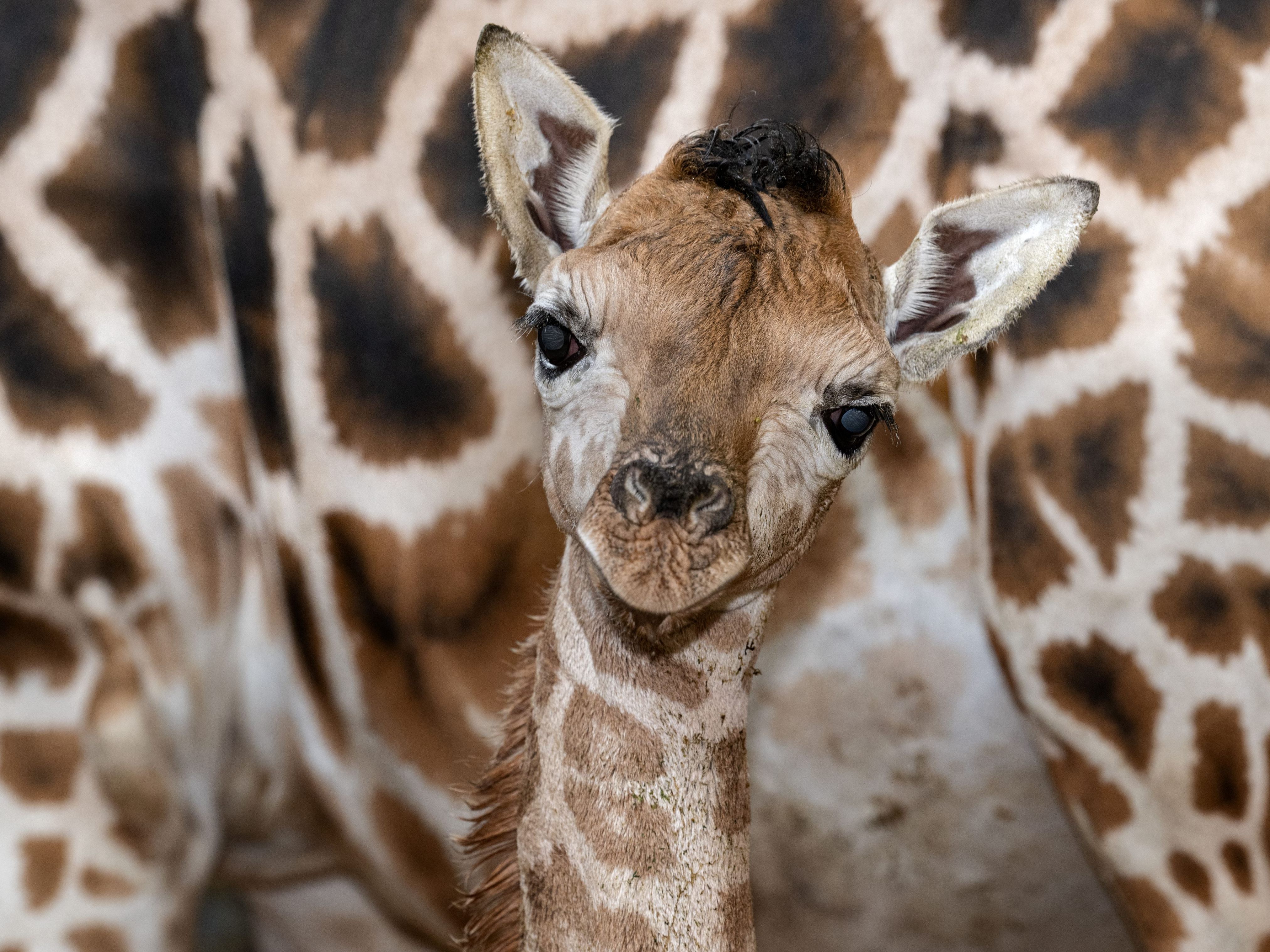 Tierpfleger tauften Riesenbaby auf den Namen Ivie. Tierpfleger tauften Riesenbaby auf den Namen Ivie.
