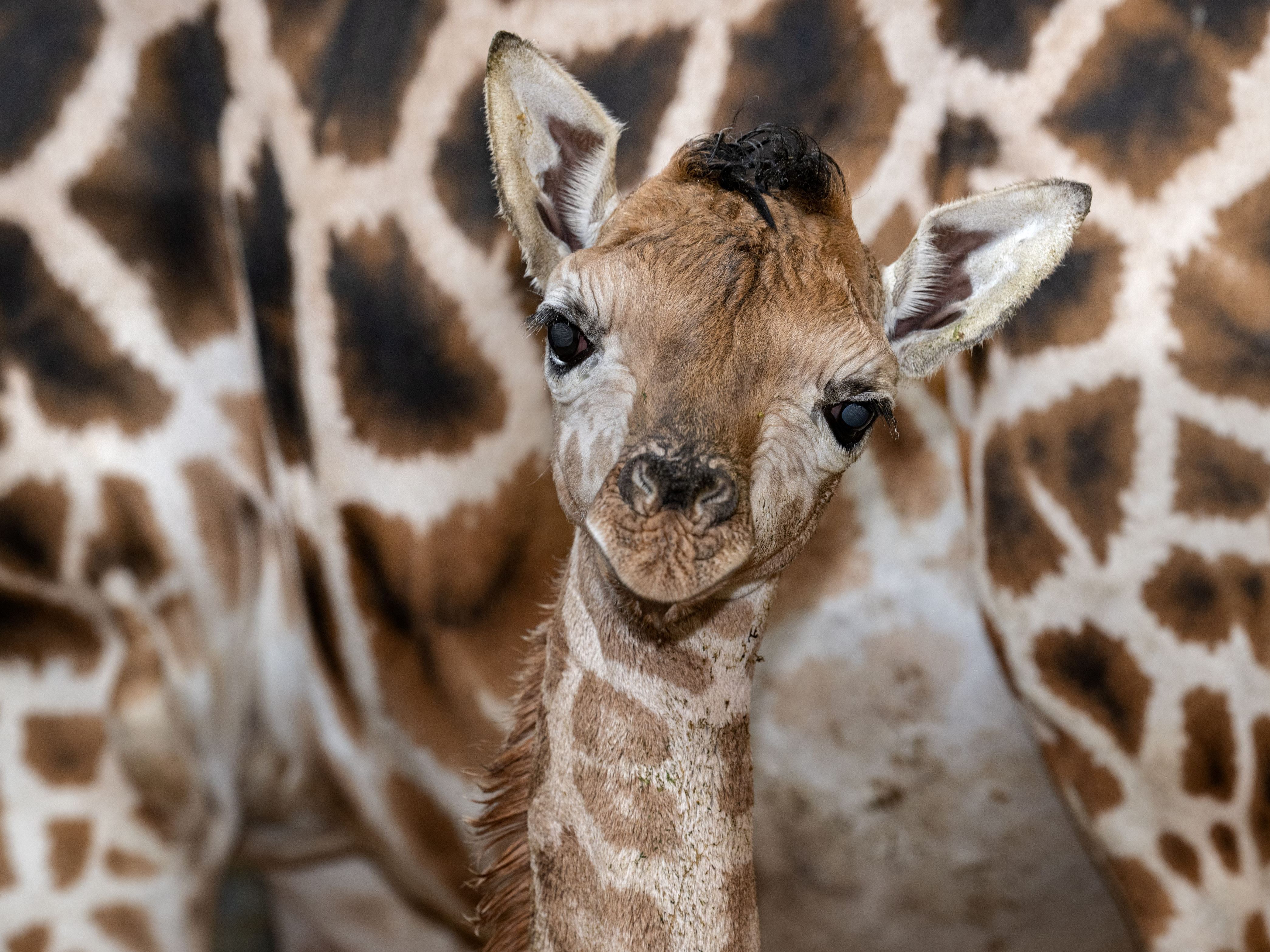 Die Tierpfleger tauften das "Riesenbaby" auf den Namen Ivie. Die Tierpfleger tauften das "Riesenbaby" auf den Namen Ivie.
