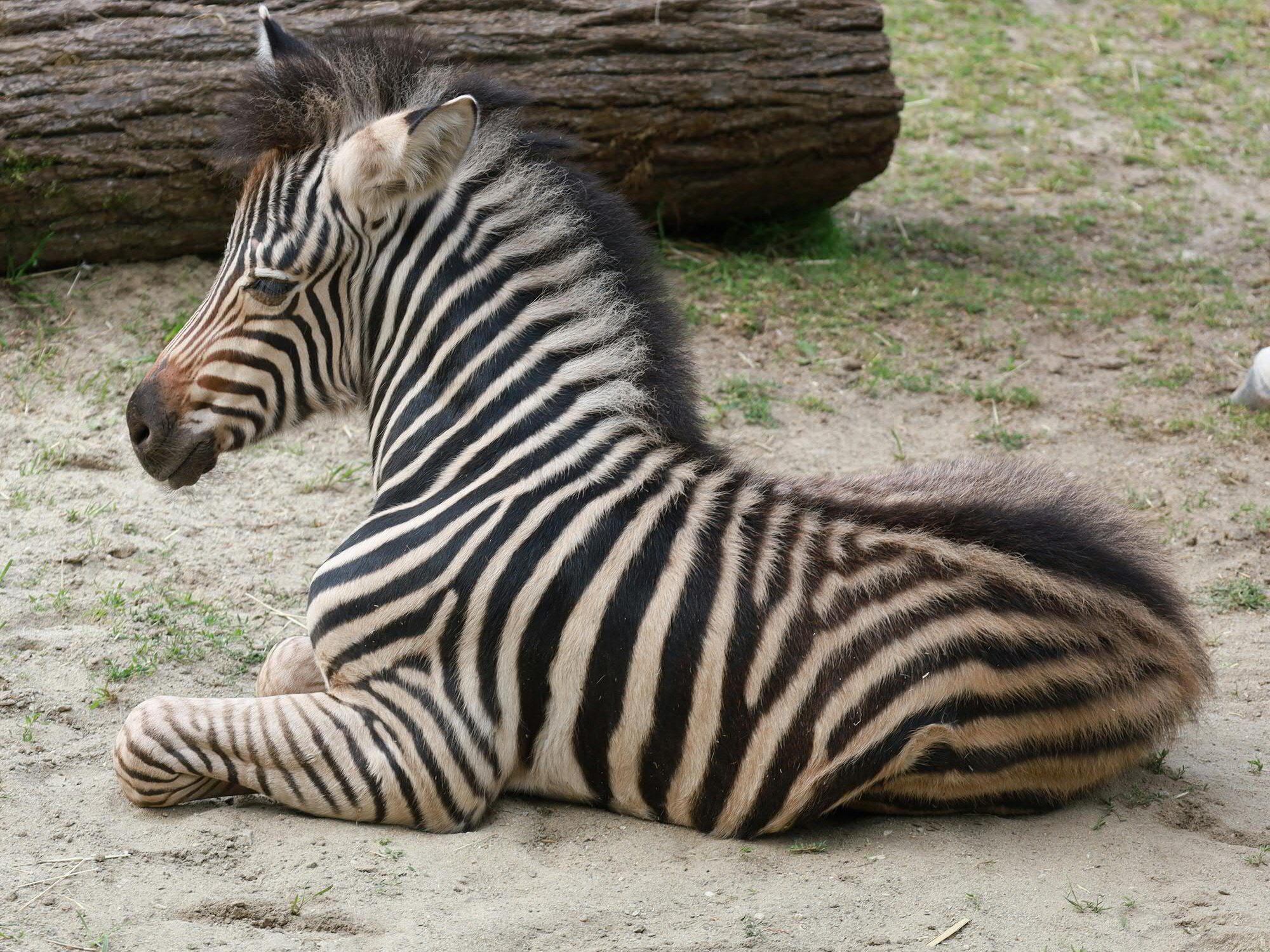 Zoo Linz: Zebra-Fohlen bezaubert Personal. Zoo Linz: Zebra-Fohlen bezaubert Personal.