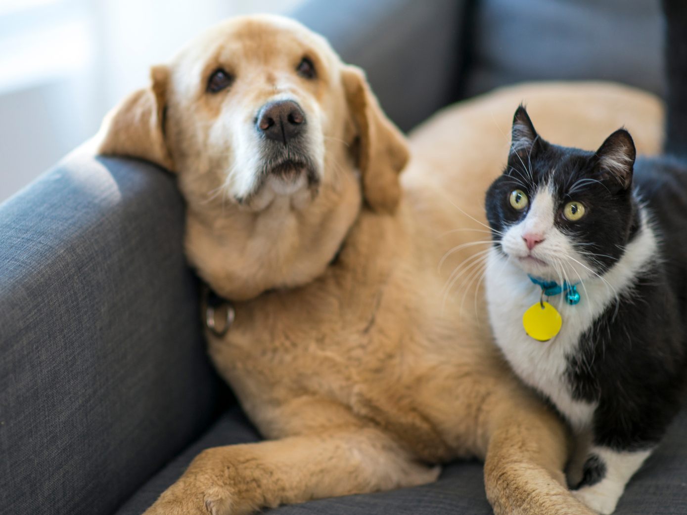 Katzen und Hunde sind die beliebtesten Haustiere in Österreich. Katzen und Hunde sind die beliebtesten Haustiere in Österreich.