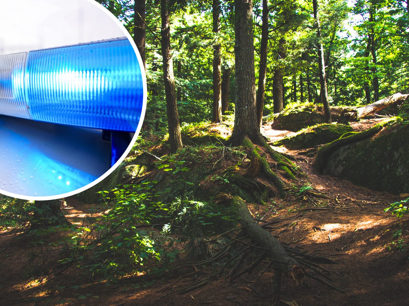 In Kärnten haben sich zwei Kinder in einem Wald verirrt.