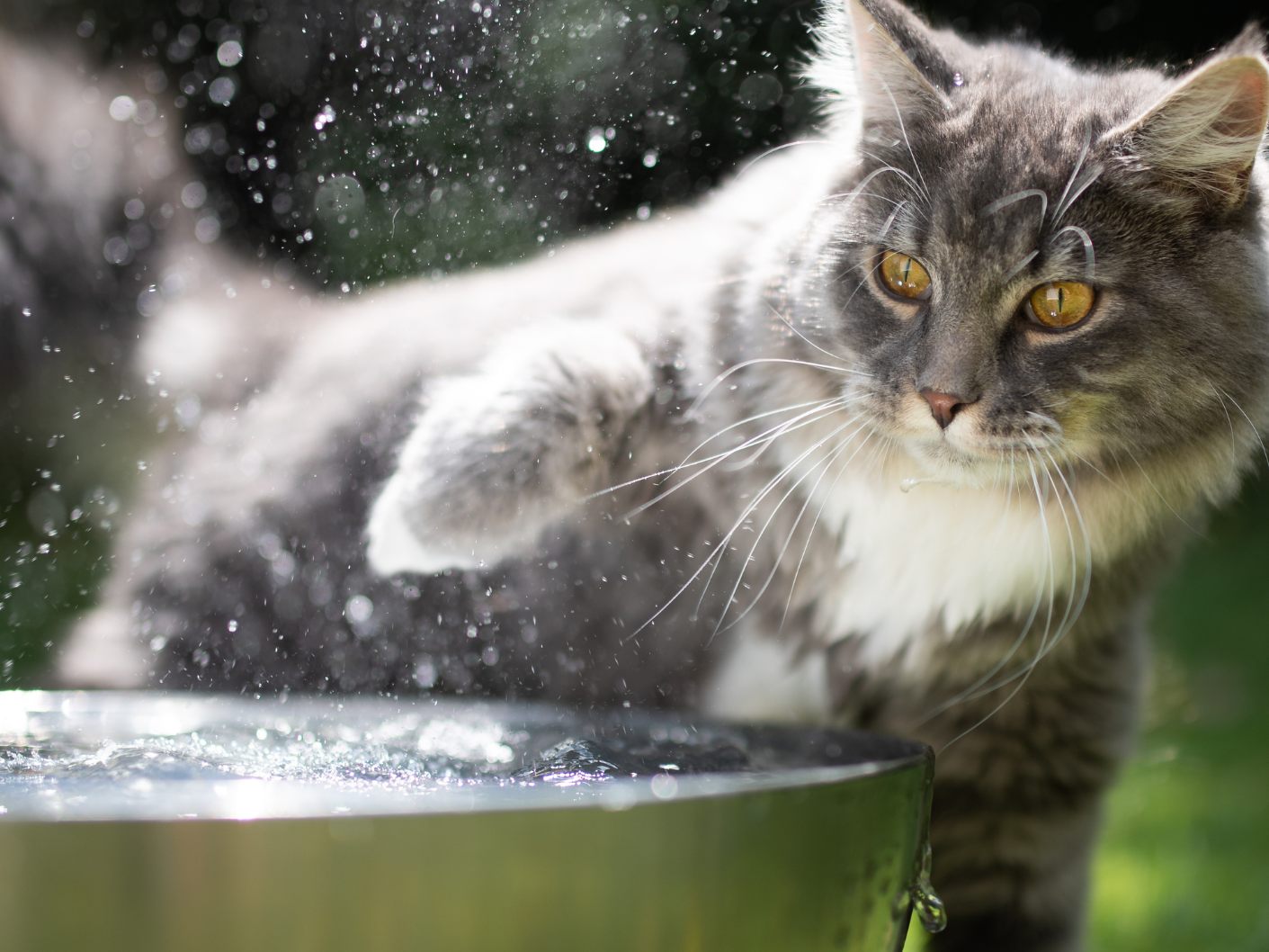 So helft ihr euren Katzen bei der Hitze.