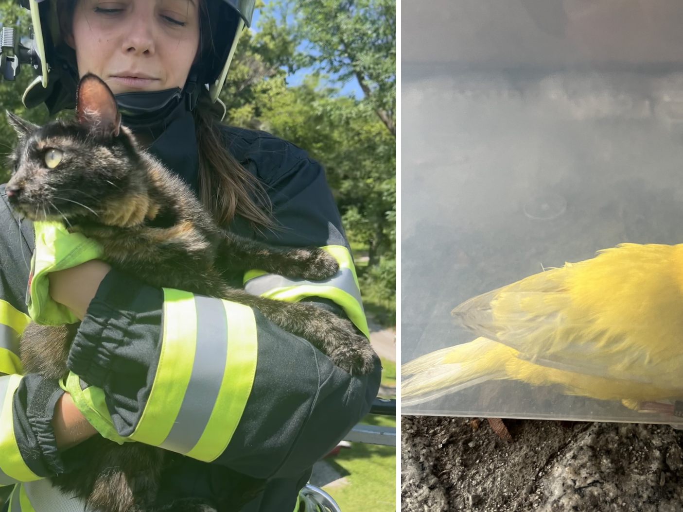 Die FF Wiener Neustadt konnte eine Katze und einen Vogel retten. Die FF Wiener Neustadt konnte eine Katze und einen Vogel retten.