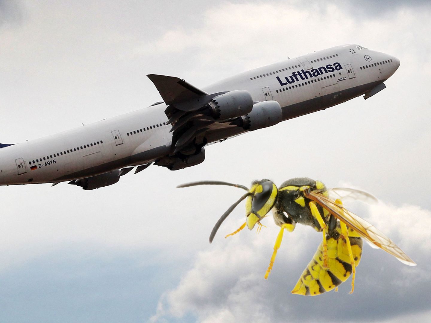 Eine Wespe legte eine Lufthansa-Maschine lahm. Eine Wespe legte eine Lufthansa-Maschine lahm.