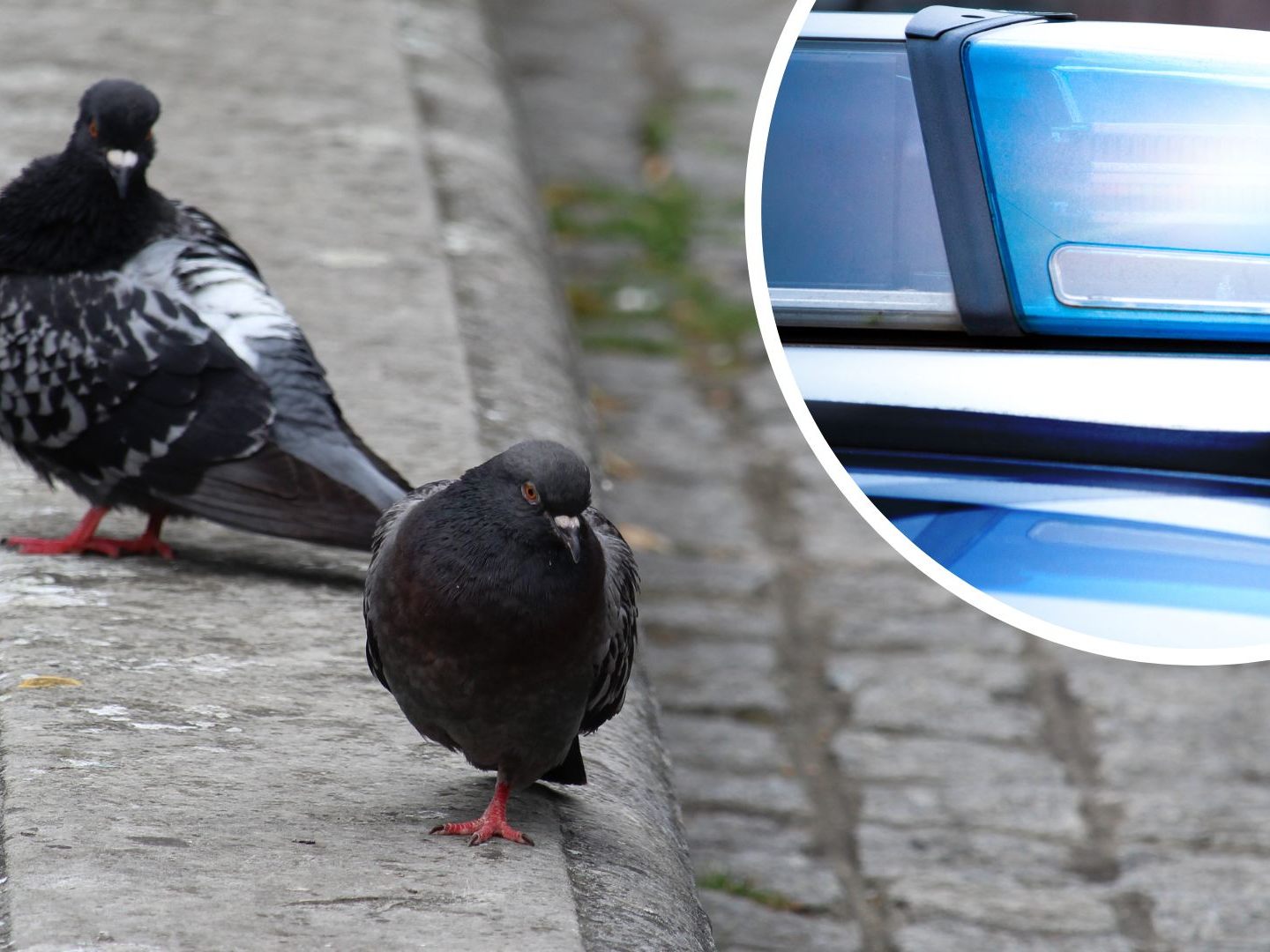 Der Pensionist ist offenbar kein Vogelfreund.
