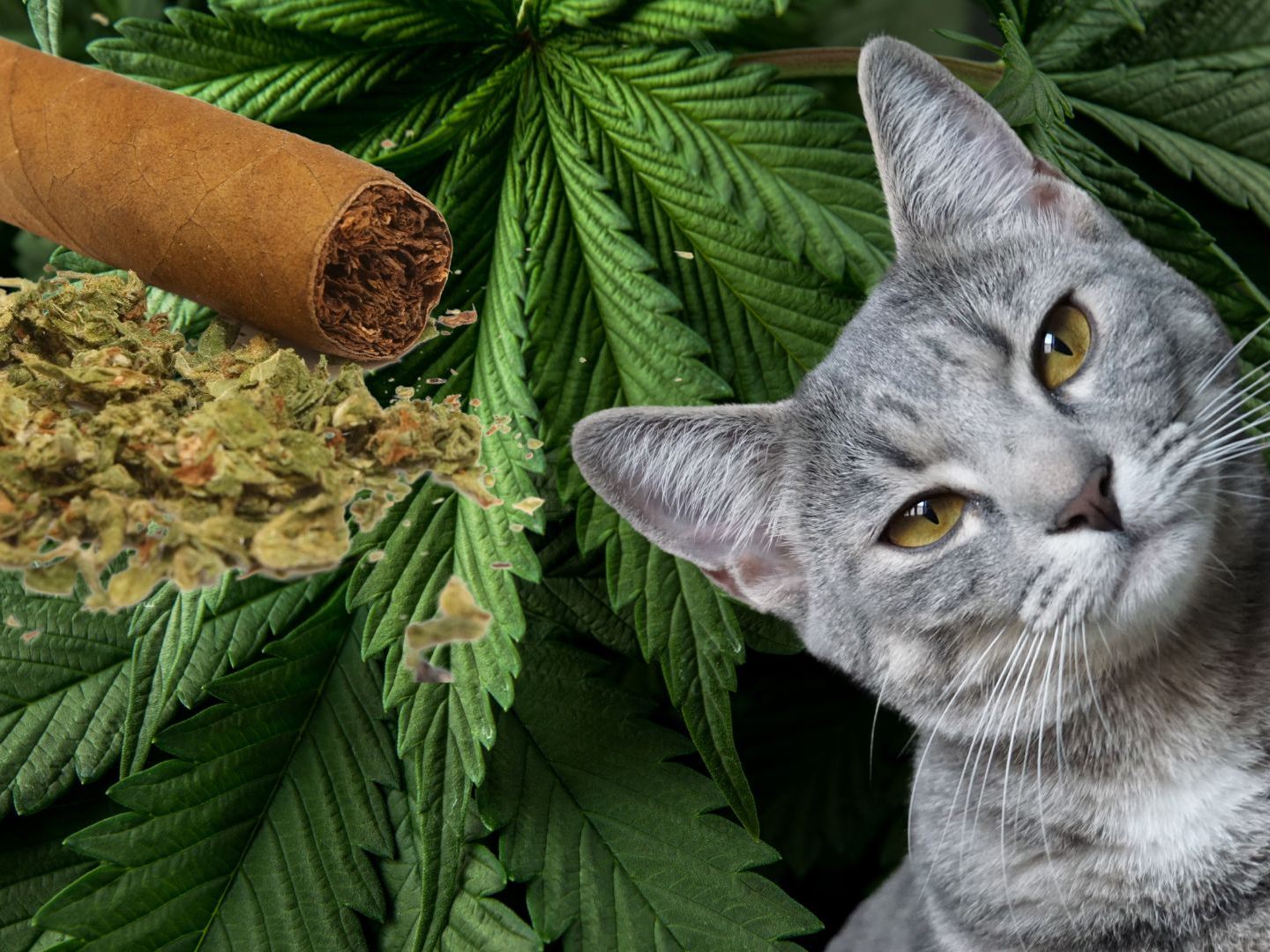 Vorsicht beim Konsum von Marihuana, wenn ihr Haustiere habt. Vorsicht beim Konsum von Marihuana, wenn ihr Haustiere habt.