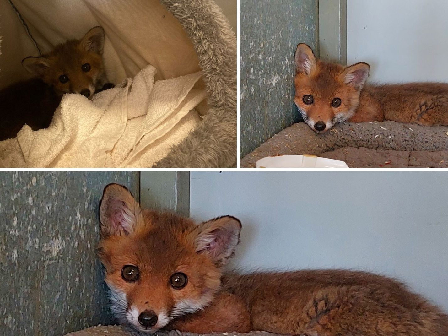 Wie der verwaiste kleine Fuchs heißen soll, darüber kann auf den Social-Media-Kanälen beim Tierschutz Austria abgestimmt werden. Wie der verwaiste kleine Fuchs heißen soll, darüber kann auf den Social-Media-Kanälen beim Tierschutz Austria abgestimmt werden.
