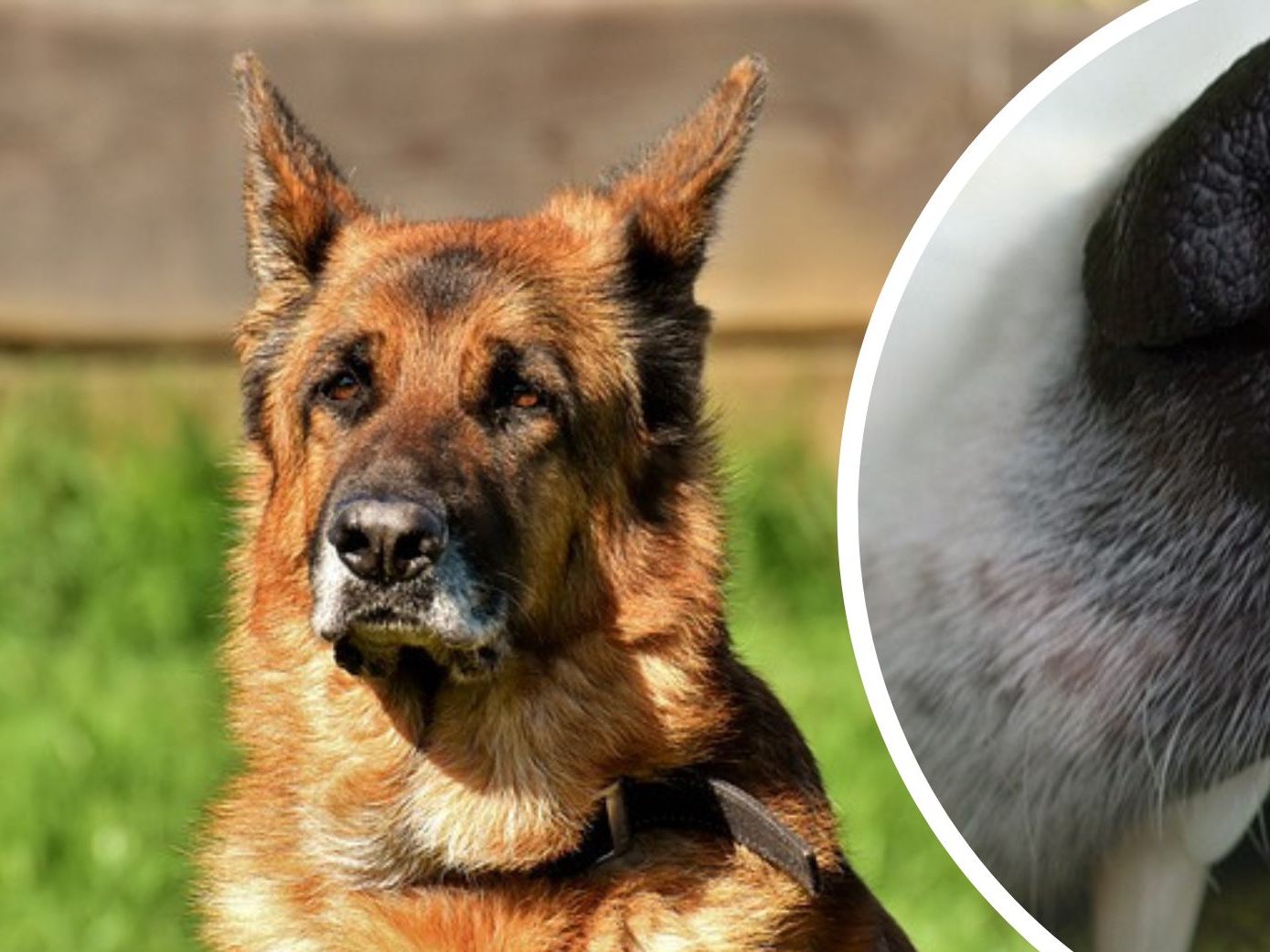 Sechs Hunde vielen eine 71-Jährige an und verletzten sie schwer. Sechs Hunde vielen eine 71-Jährige an und verletzten sie schwer.