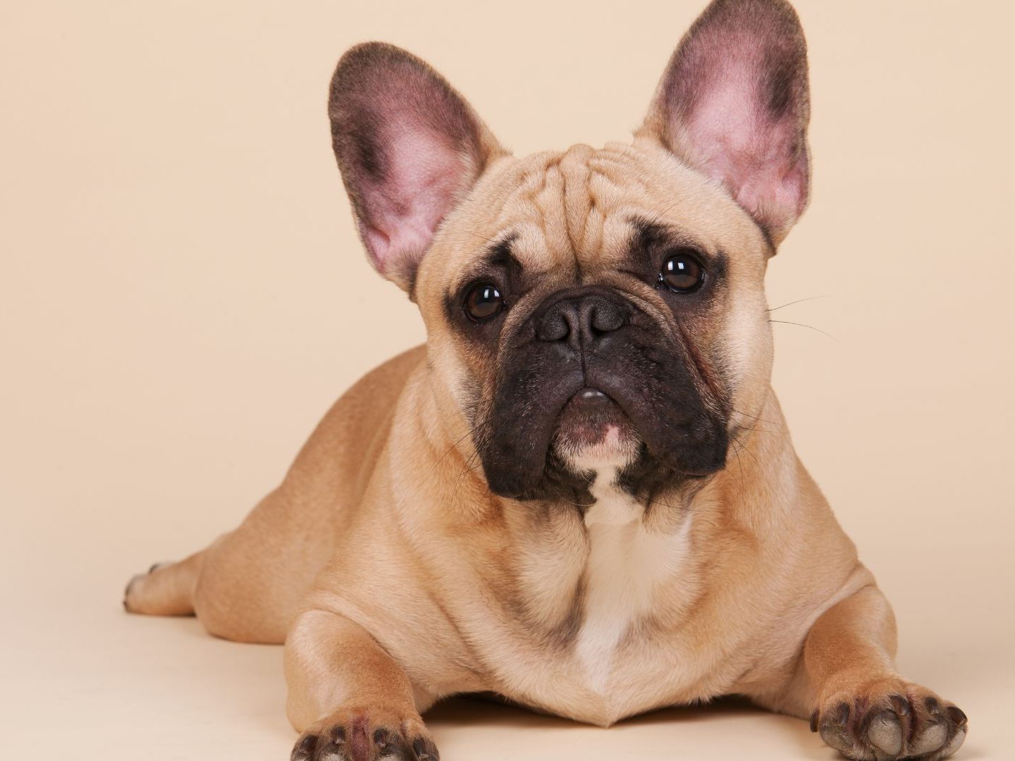 Ein 37-Jähriger hat in Wien-Floridsdorf eine französische Bulldogge vom Balkon geworfen - der Hund starb.