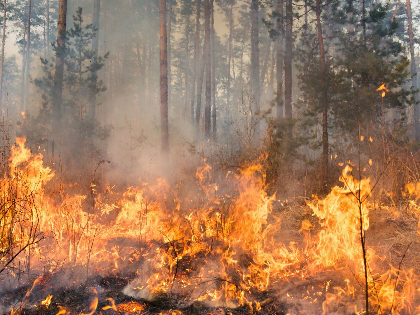 In Oberösterreich kam es wegen eines Waldbrandes zu einem "massiven Löscheinsatz".